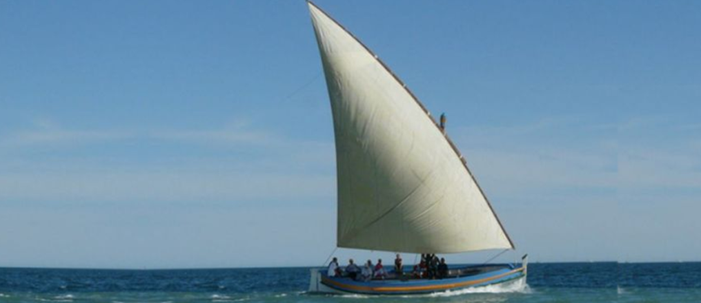 Vela latina